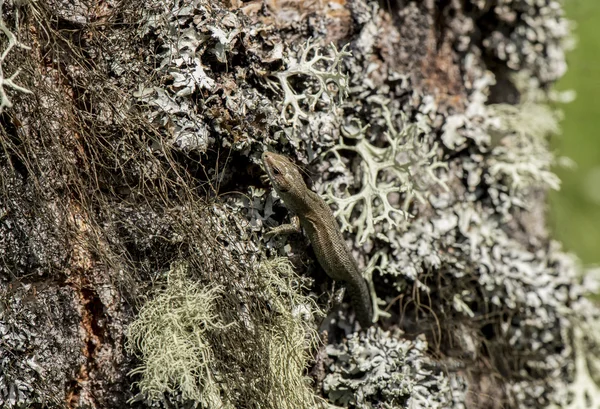 A Lizard on the side of a lichen covered tree trunk