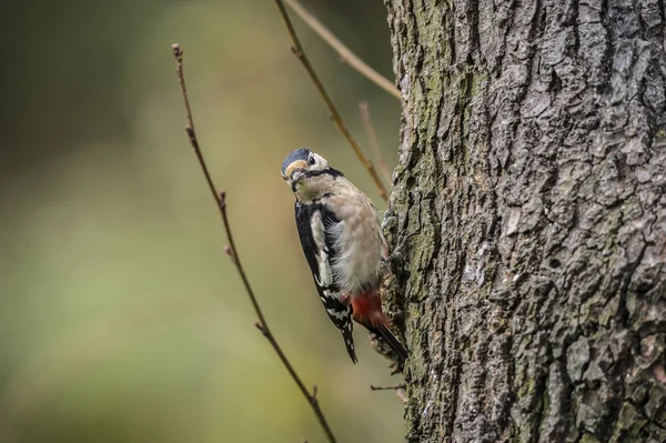 Great spotted woodpecker, Dendrocopos major, perched on the side of a tree