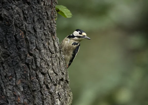 Great spotted woodpecker, Dendrocopos major, perched on the side of a tree