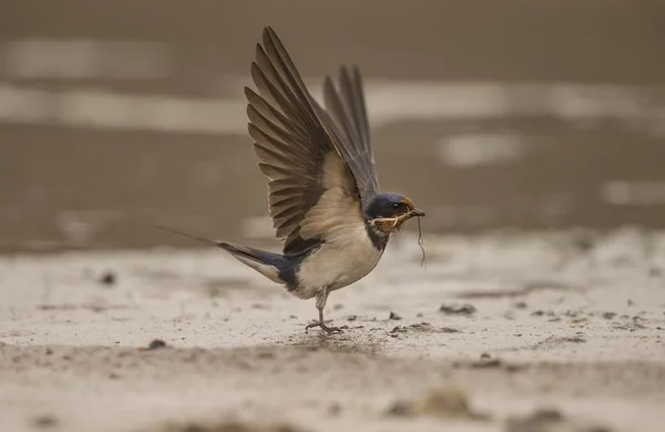 Swallow, Hirundo rustica, collecting nest building material on the beach
