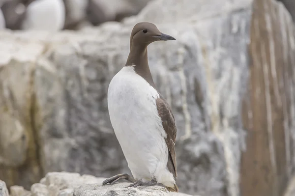 Common Guillemot, Uria aalge, standing on the edge of a cliff, close up