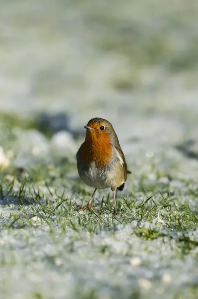 Robin on frozen grass