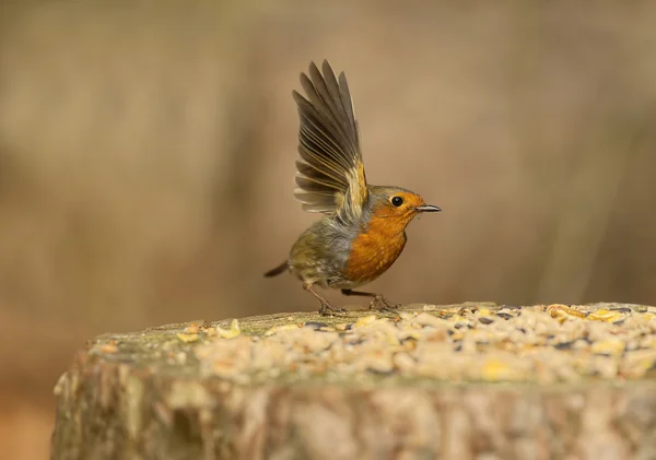 Robin flying from a tree stump