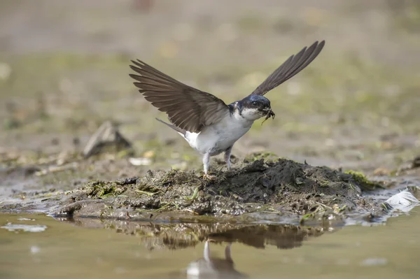 House martin, Delichon urbica, flying away with mud for nest building