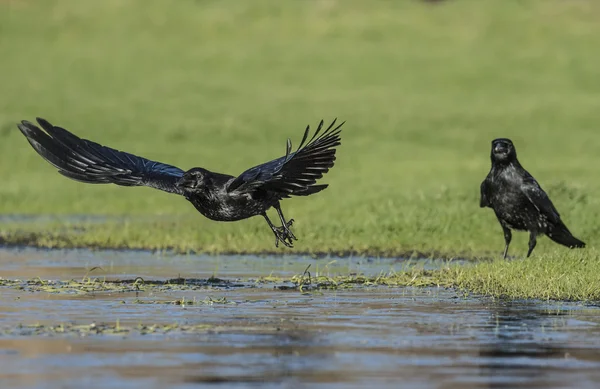 Crow, Corvus corone, flying over icy grass