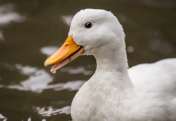 Pekin duck, in a river, close up