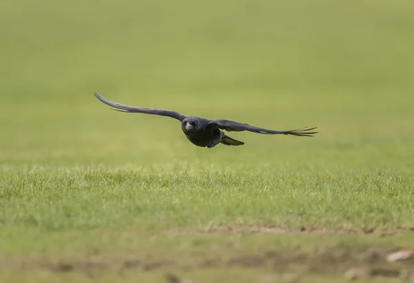 Crow, Corvus corone, flying over grass