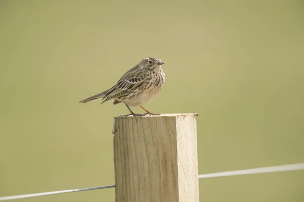 Meadow pipit perched on a fence post