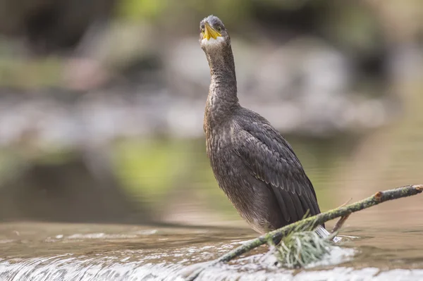 Cormorant sitting at the top of a waterfall