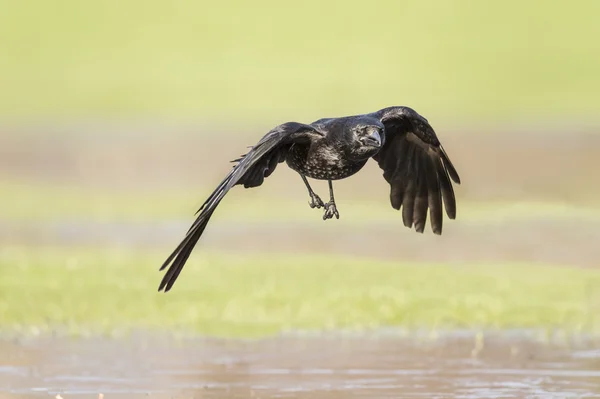 Crow, Corvus corone, flying over ice