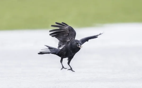 Crow, Corvus corone, flying from the ice