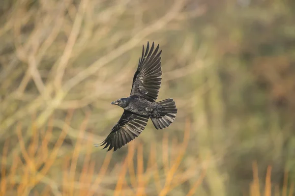 Crow, Corvus corone, flying in front of some trees