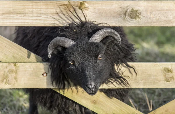 Black sheep with its head pushed through a wooden gate