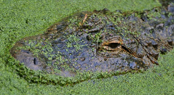 American Alligator in a Swamp