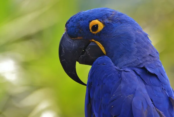 Blue Hyacinth Macaw