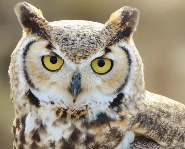 Great Horned Owl