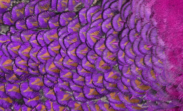 Close-up of Purple Feathers