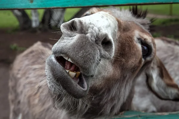 Farm Donkey with big nose roars