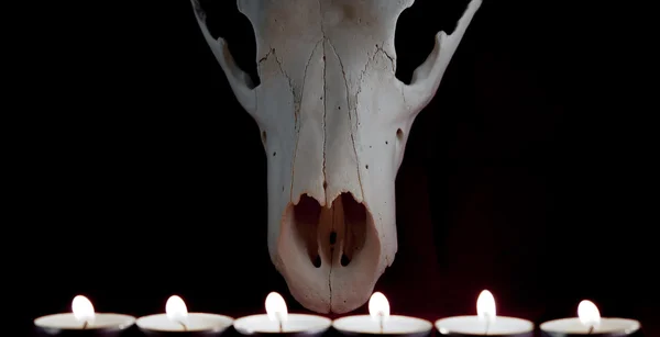 Animal skull in the circle of candles - a magical ritual.