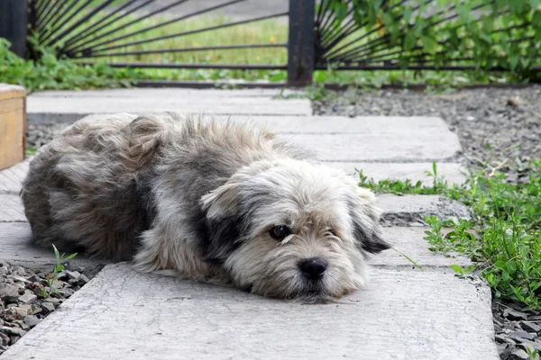 Mongrel dog lies in the courtyard garden and sad.