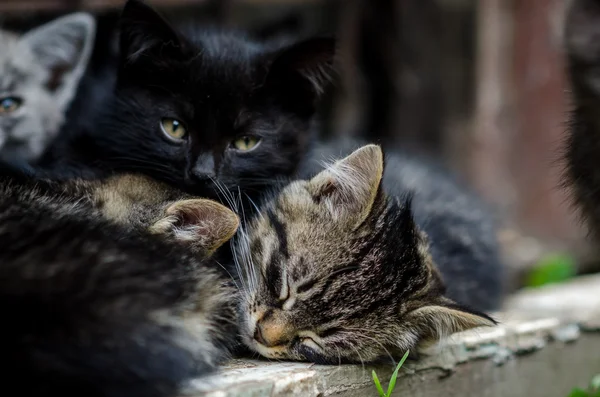 Many kittens sleep tight