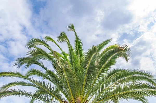 Big green Palm tree with blue cloudy sky