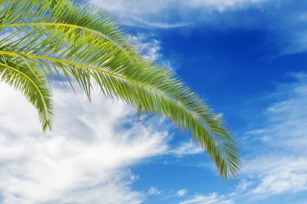 Big green Palm leaf with blue cloudy sky