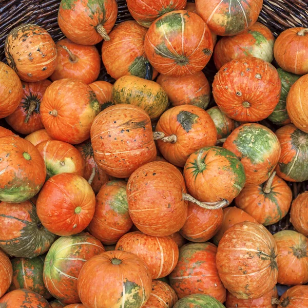 A lot of orange autumnal pumpkins in full basket