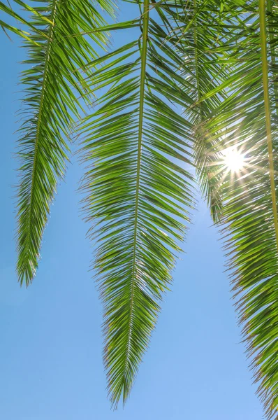 Green Palm tree in blue sky
