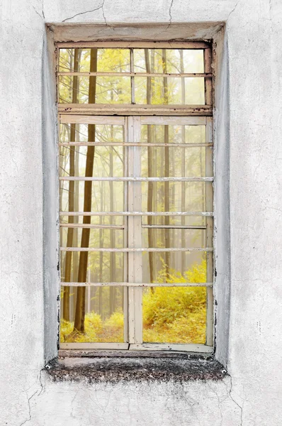 Window of old cement house with forest view