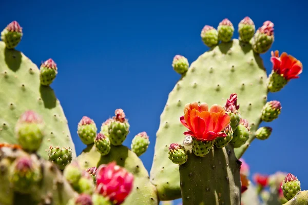 Blooming cactuses in the desert