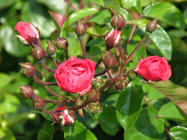 The opening buds of red roses on green background