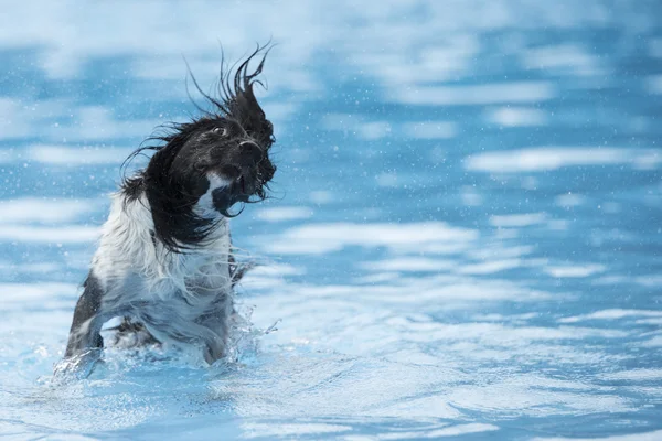 Dog, shaking head, in swimming pool