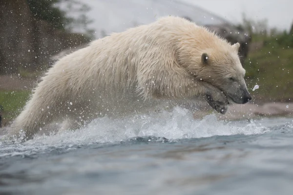 Polar bear diving into water