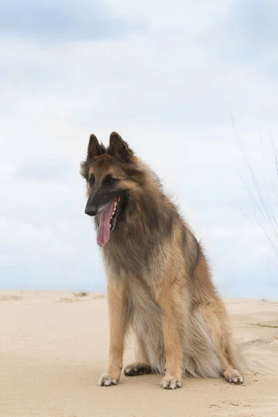 Dog, Belgian shepherd Tervuren, sitting on sand, looking down