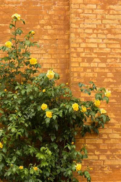 Yellow roses over brick wall