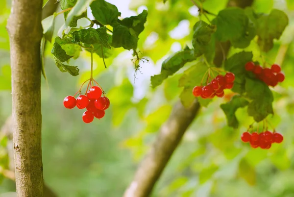 Bunches of red berries on Guelder rose