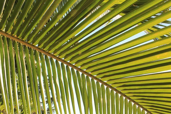 Palm tree leaf closeup