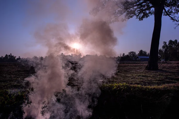Fire and smoke on a field at the sunrise