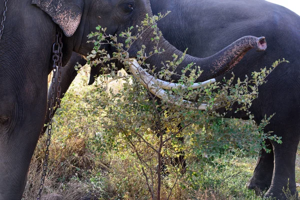 Elephants trunk close shot