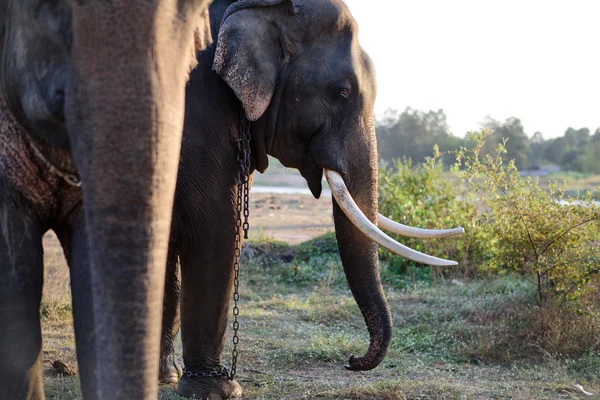 Elephants trunk close shot