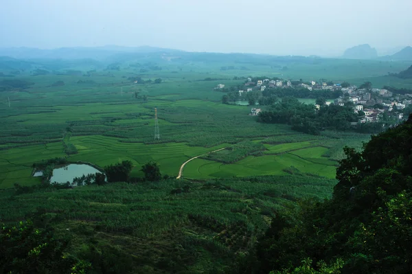 Green Terraced Rice with sugar cane Field in Guangxi, China