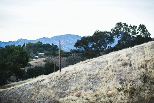 Foothills with trees of California