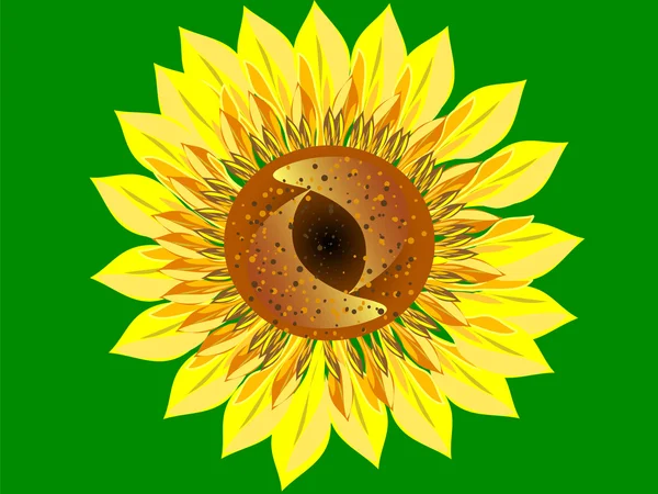 Bright Sunflower flower green background closeup