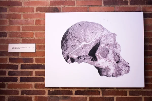 Apartheid Museum in South Africa. Exhibition is dedicated to replica of hominid skull.