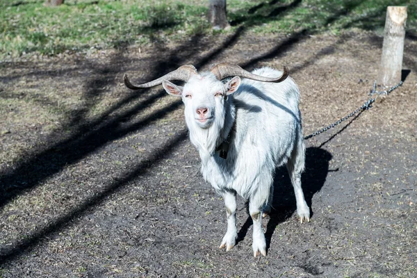 The goat stands and looks squinting