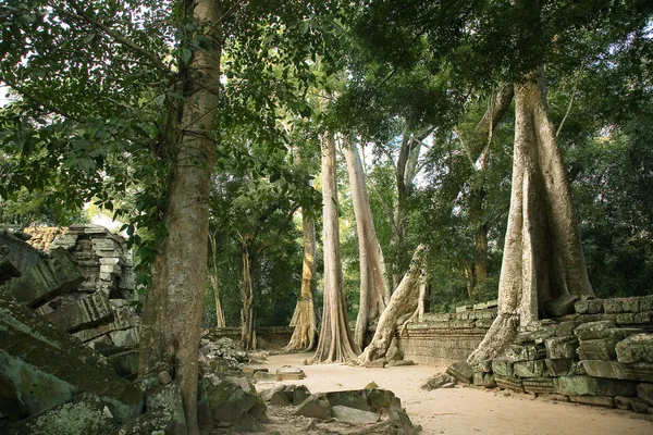 400 years on guard Angkor