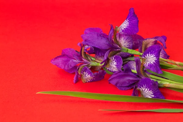 Bouquet of purple irises on a red background