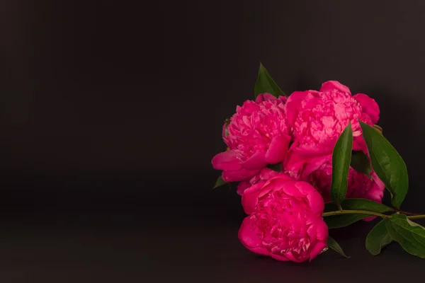 Bouquet of pink peonies on a black background