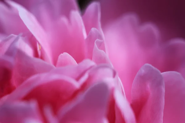 Abstract blurred background of peony